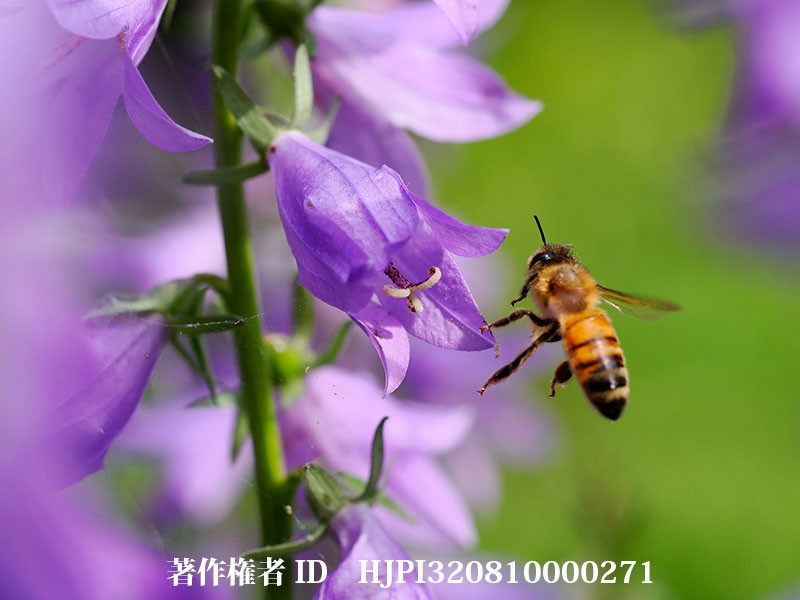 ハタザオキキョウにミツバチ