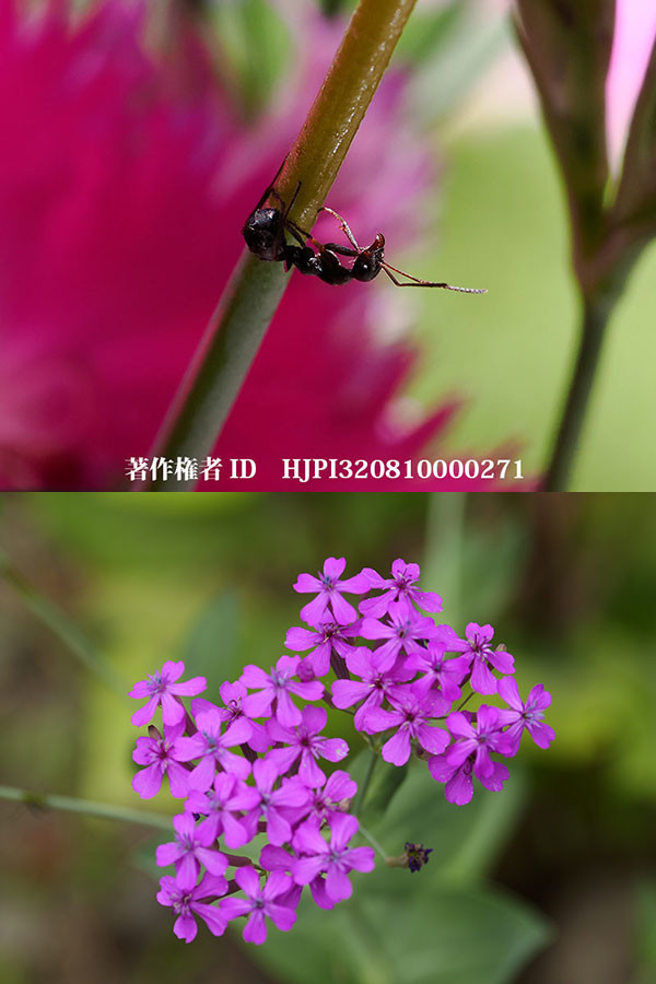 ムシトリナデシコの虫を捕らえる粘液