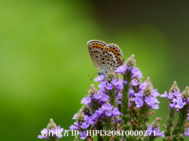 バーベナハスタータにヒメシジミのメス