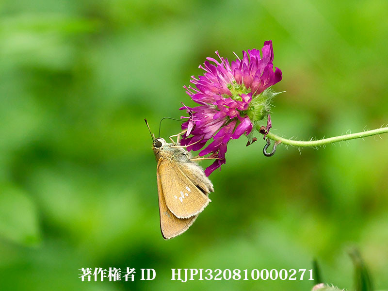 庭のオオチャバネセセリ