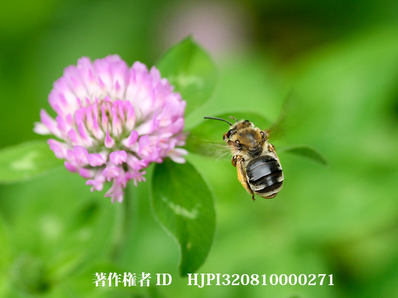 ケブカハナバチの仲間