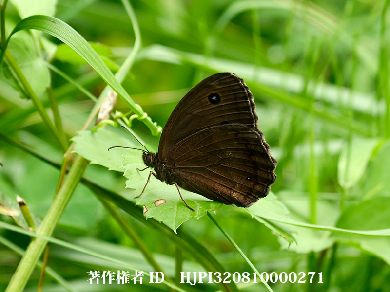 ジャノメチョウの発生がはじまった