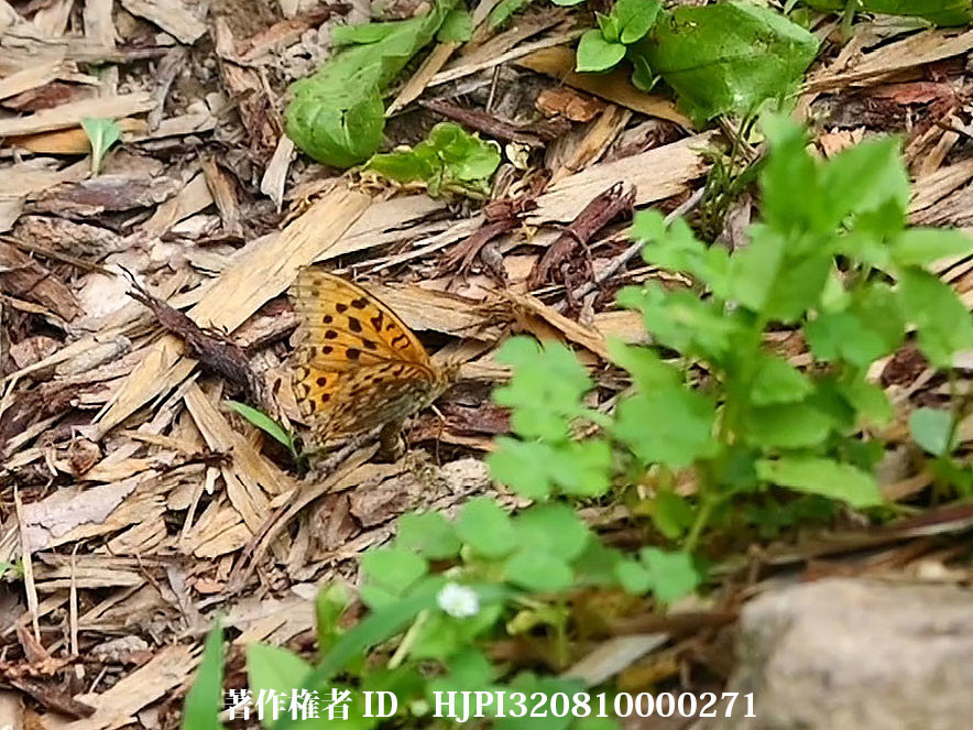 今頃、ウラギンヒョウモンが産卵した