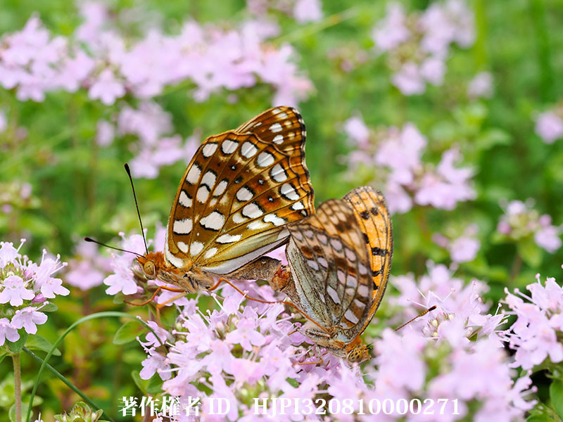 ウラギンヒョウモンの交尾