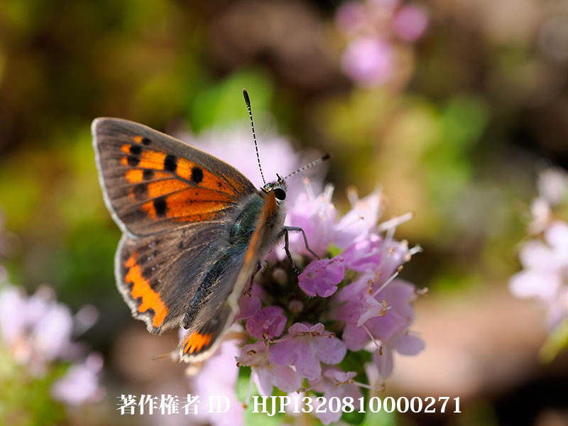 イブキジャコウソウにベニシジミ