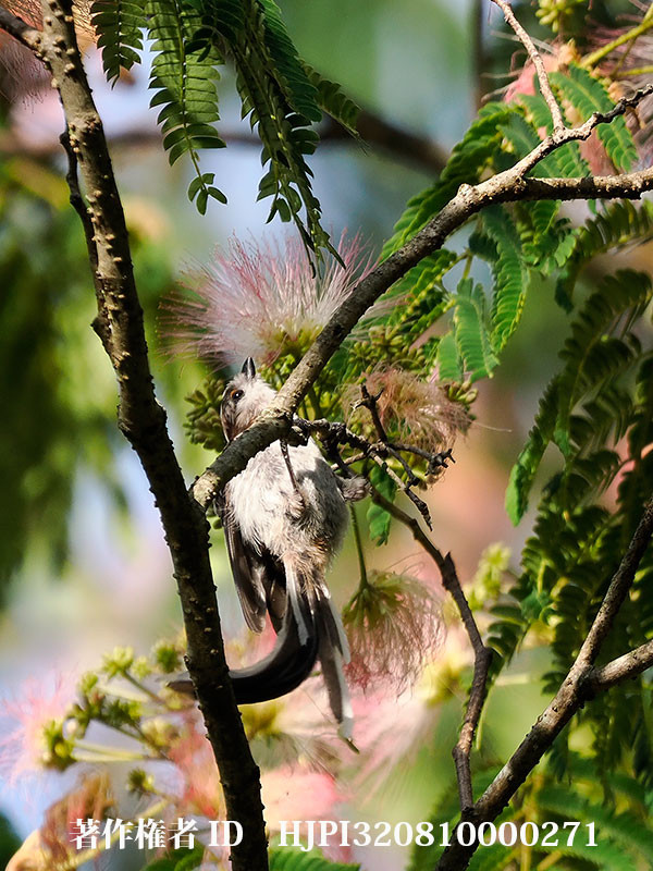 ネムの花にエナガ