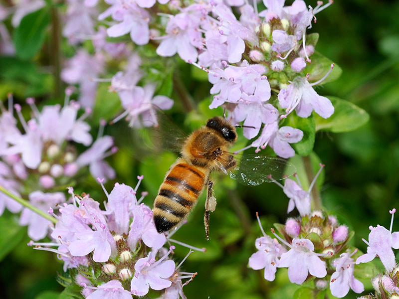 イブキジャコウソウにきたミツバチ