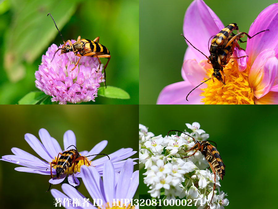 庭でヨツスジハナカミキリが来た花