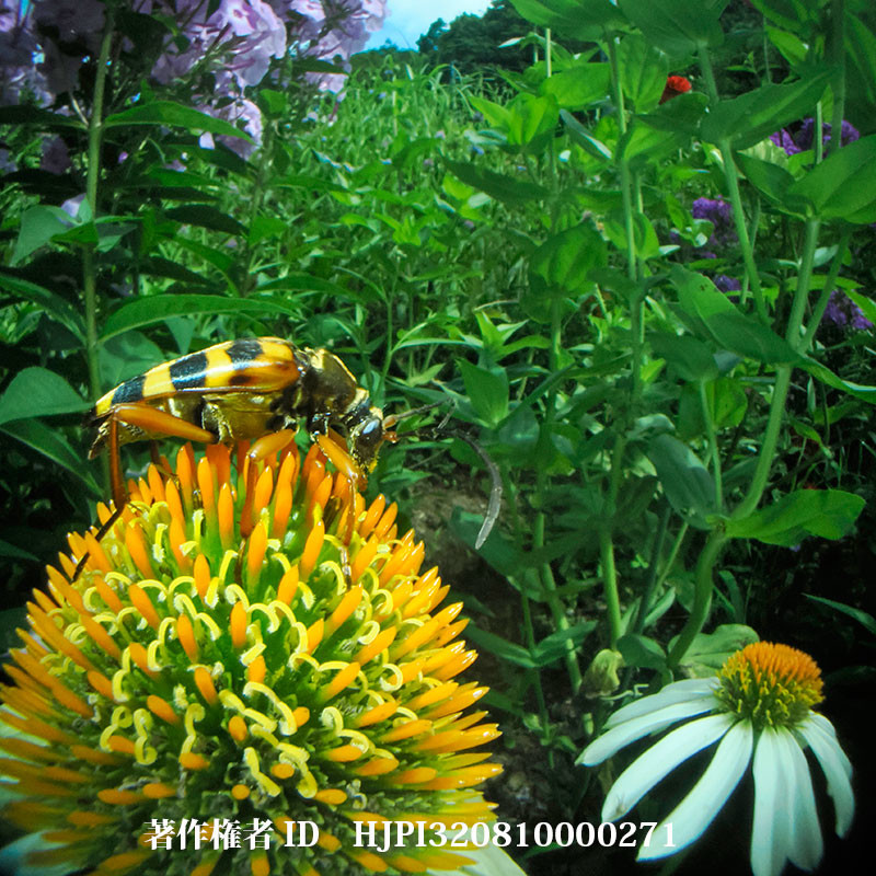 庭にオオヨツスジハナカミキリがいた