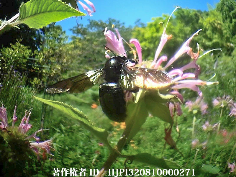 タイワンタケクマバチ