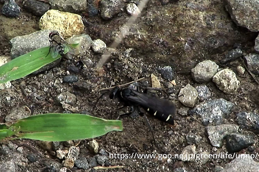 カリバチと寄生バエ