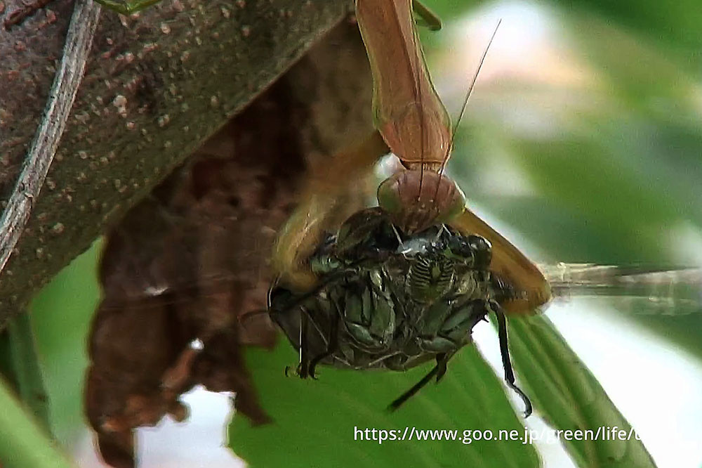 オオカマキリ、ミンミンゼミを食べる