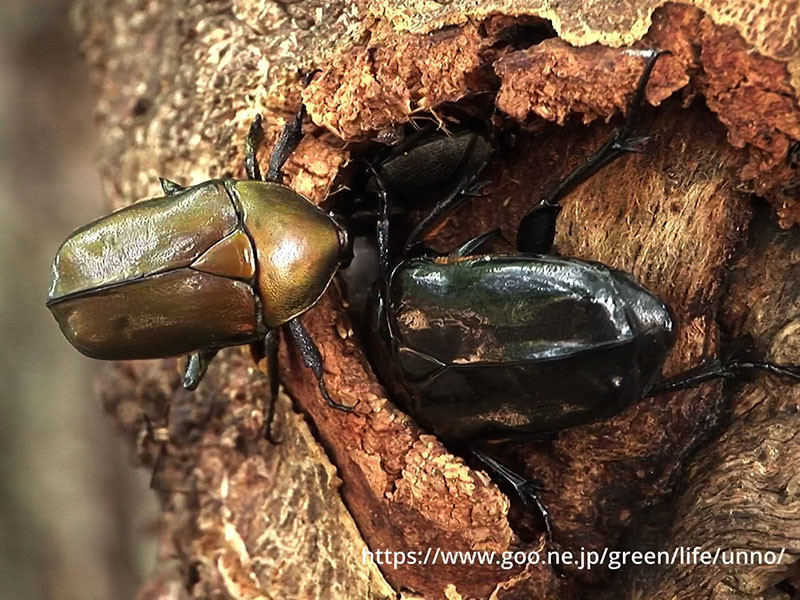 カナブンとクロカナブン