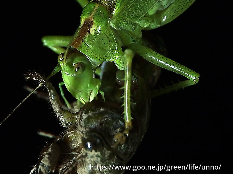 ヤブキリがセミの幼虫をを食べる