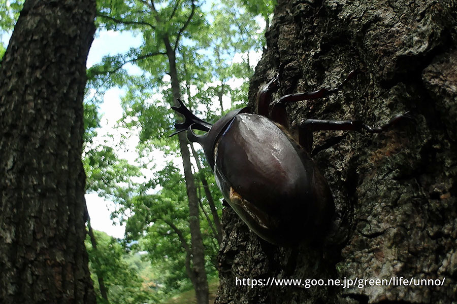 夏の雑木林のカブトムシ