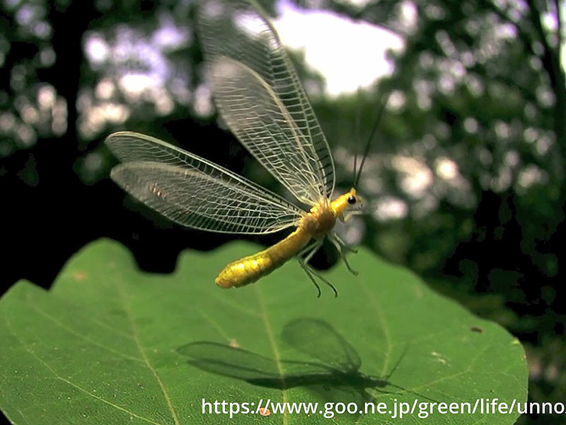 オオフトヒゲクサカゲロウ