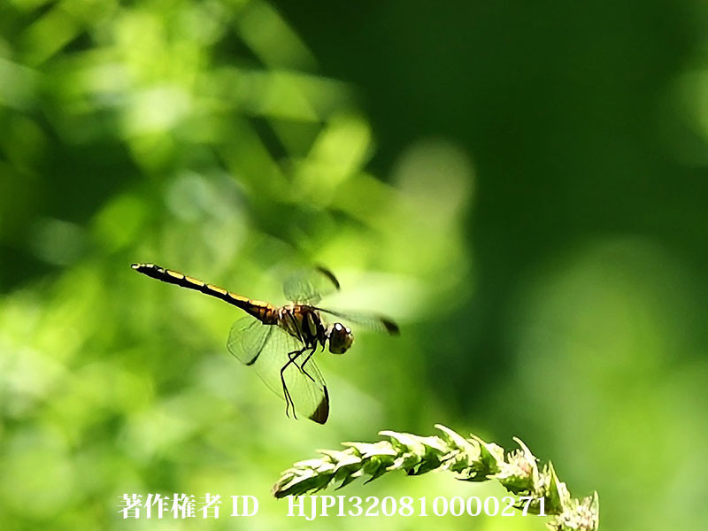 ノシメトンボが飛び立って元の場所に戻る