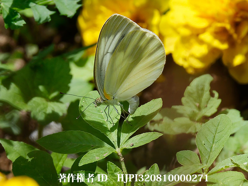 クレオメに産卵するスジグロシロチョウ