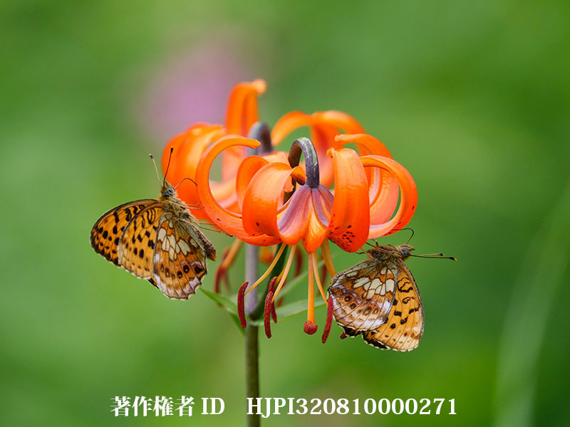 高原のコヒョウモン