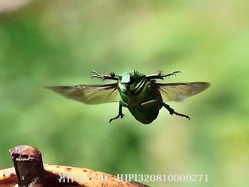 バナナに飛来するアオカナブン