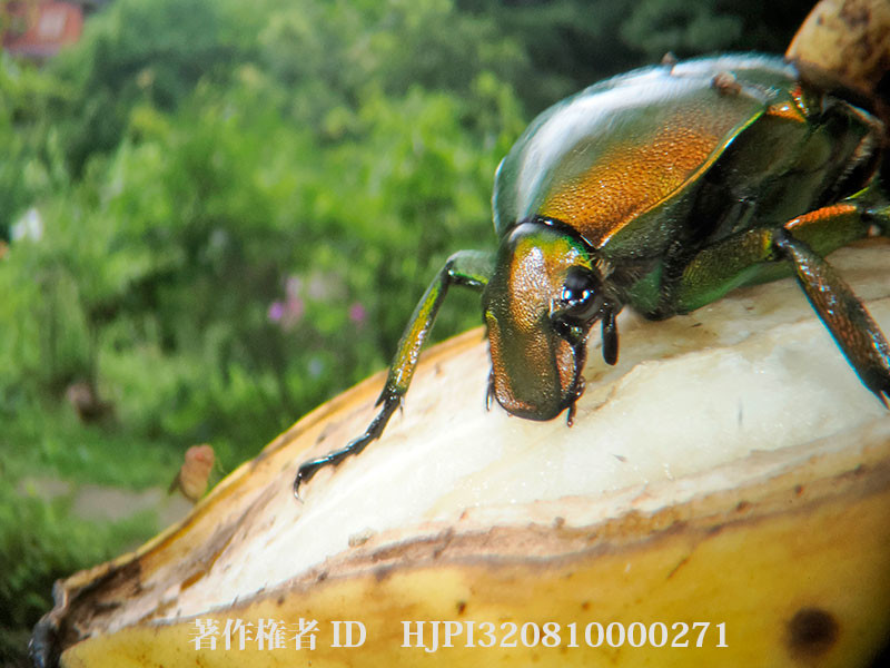 バナナを食べるカナブンを虫の目レンズで