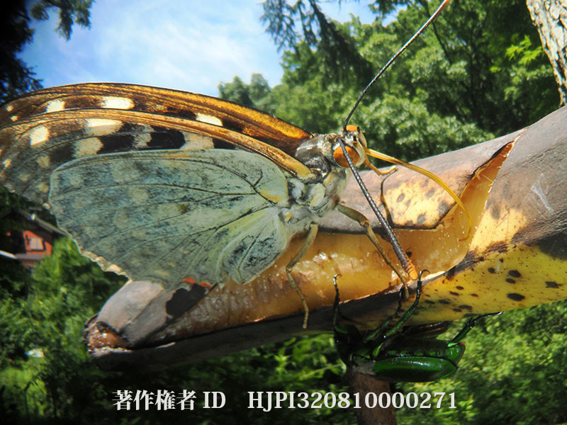 バナナに飛来したオオムラサキ