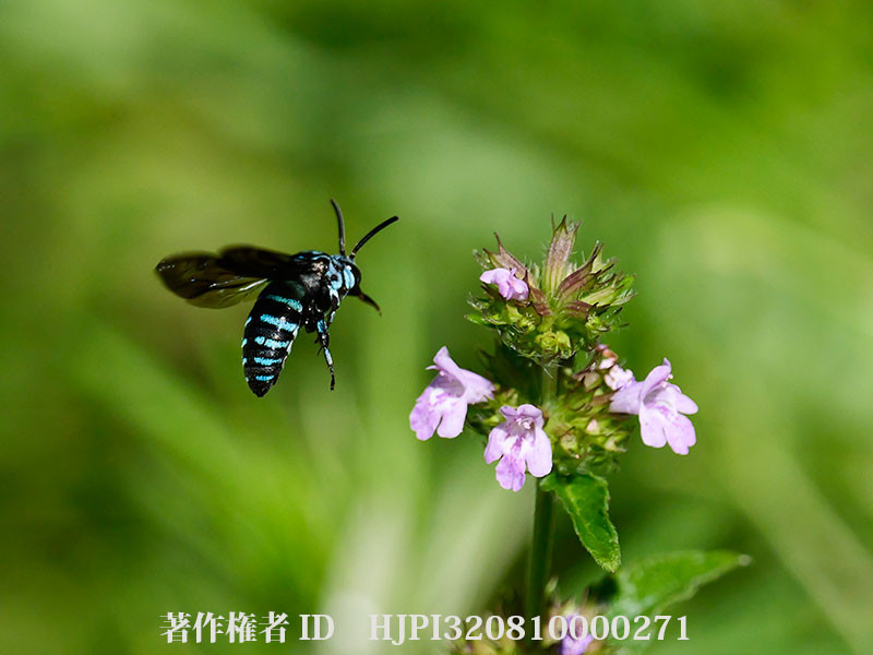 庭のクルマバナにルリモンハナバチ（ブルービー）