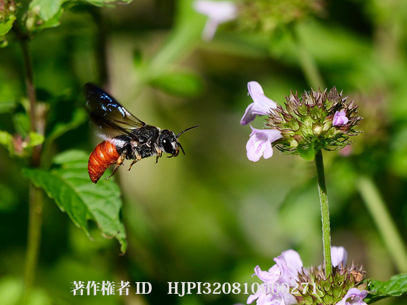ハラアカヤドリハキリバチ