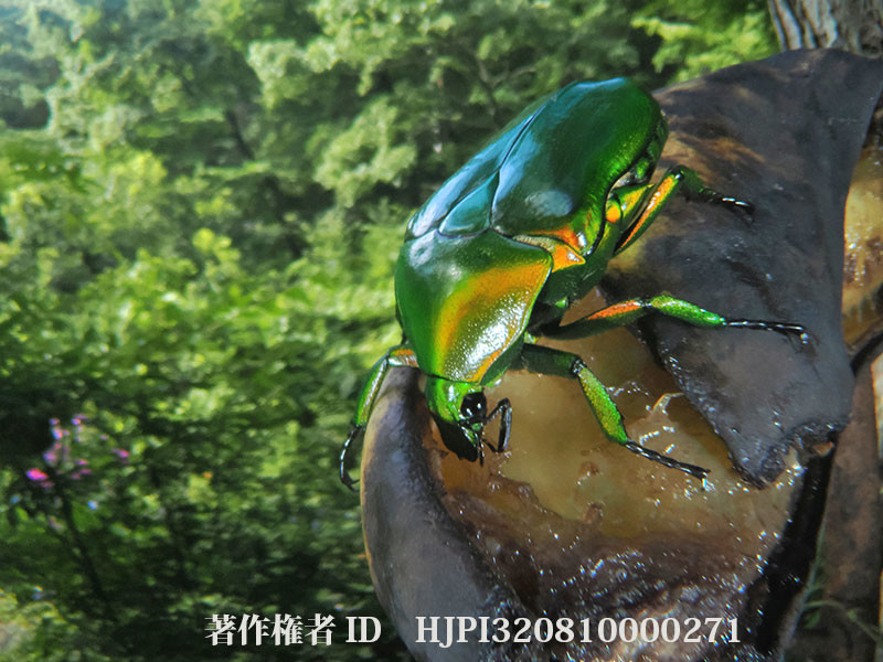 アオカナブンを虫の目レンズで