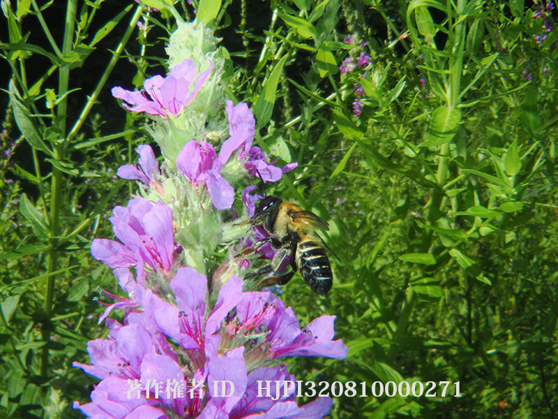 オオハキリバチ