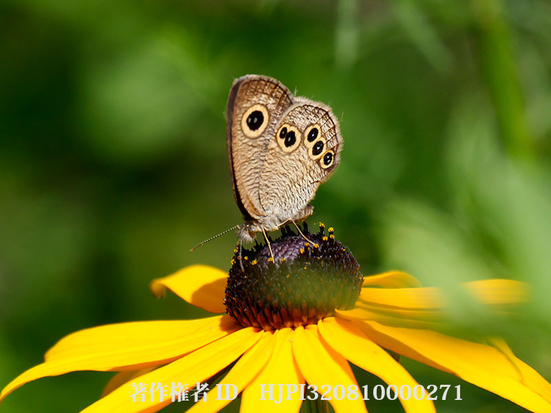 ヒメウラナミジャノメ