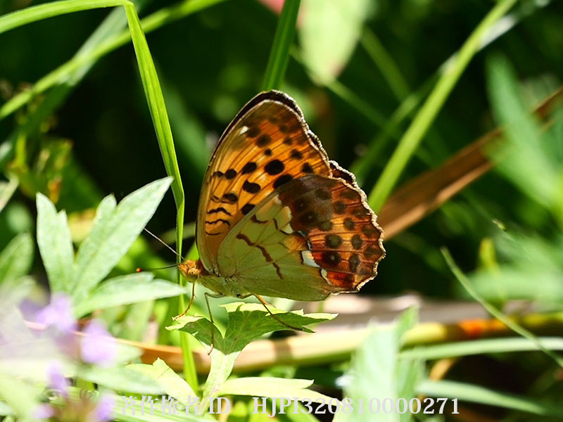 庭のウラギンスジヒョウモンのメス
