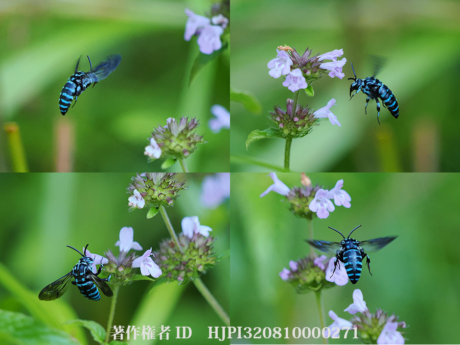 ルリモンハナバチがたくさん
