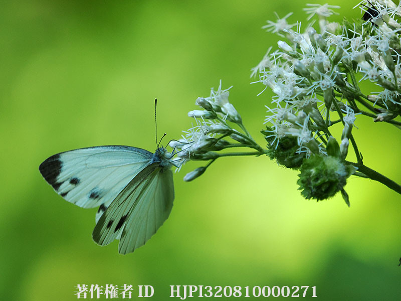 ヤマトスジグロシロチョウ？