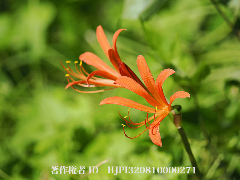 キツネノカミソリ