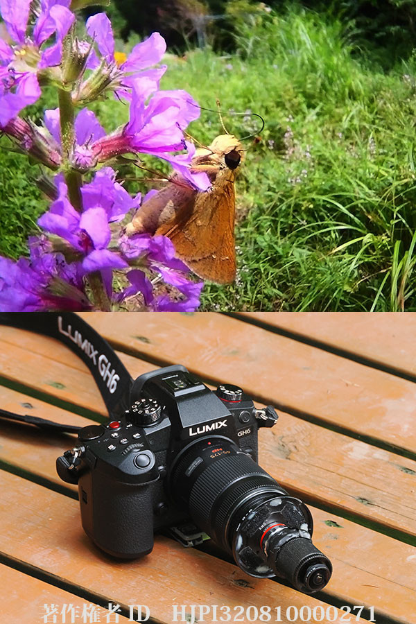 虫の目レンズテスト 1 .7mm