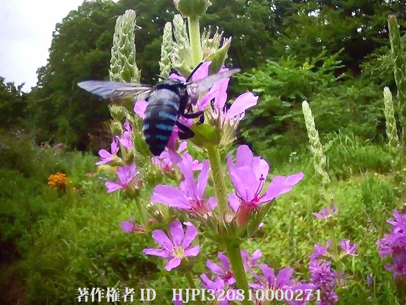 1.7mmボードレンズでルリモンハナバチを撮る