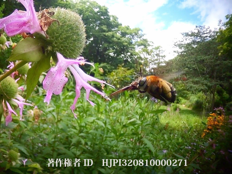 モナルダで吸蜜するコシブトハナバチ　