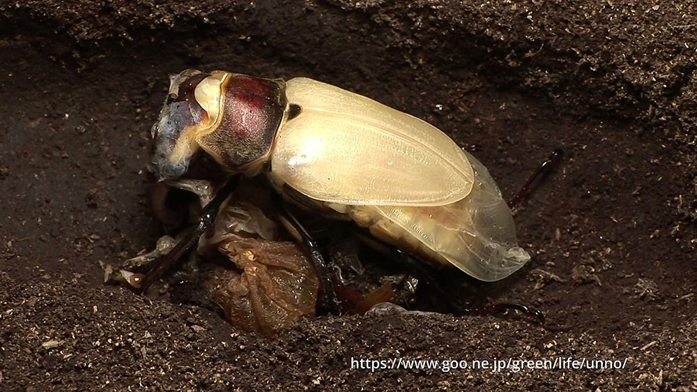 ミヤマクワガタの羽化