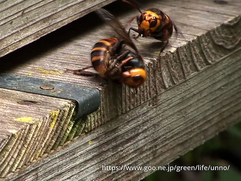 ミツバチの巣を襲うオオスズメバチ