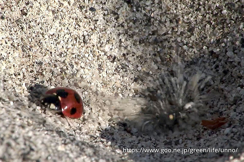 アリジゴクの罠