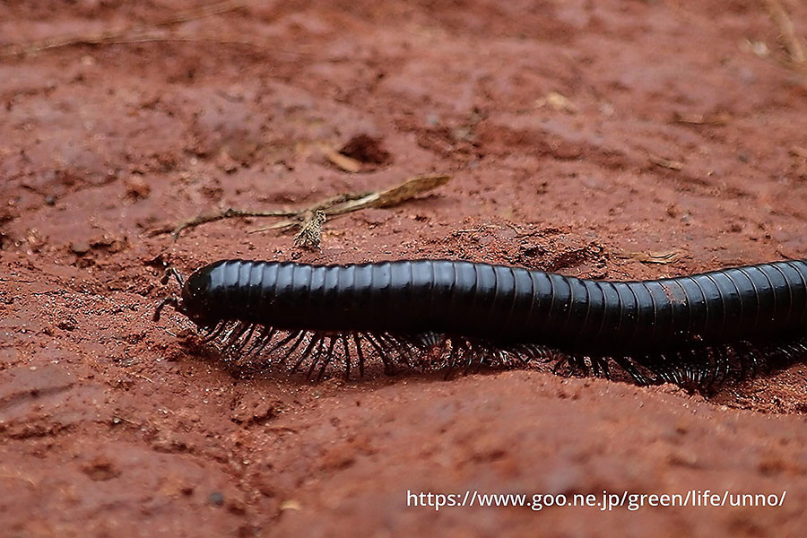 アフリカオオヤスデ