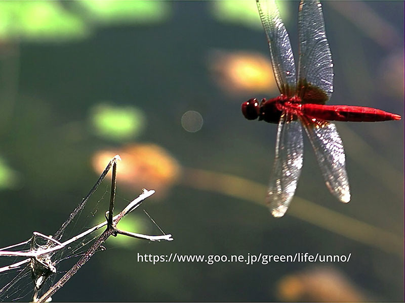 溜め池のショウジョウトンボ