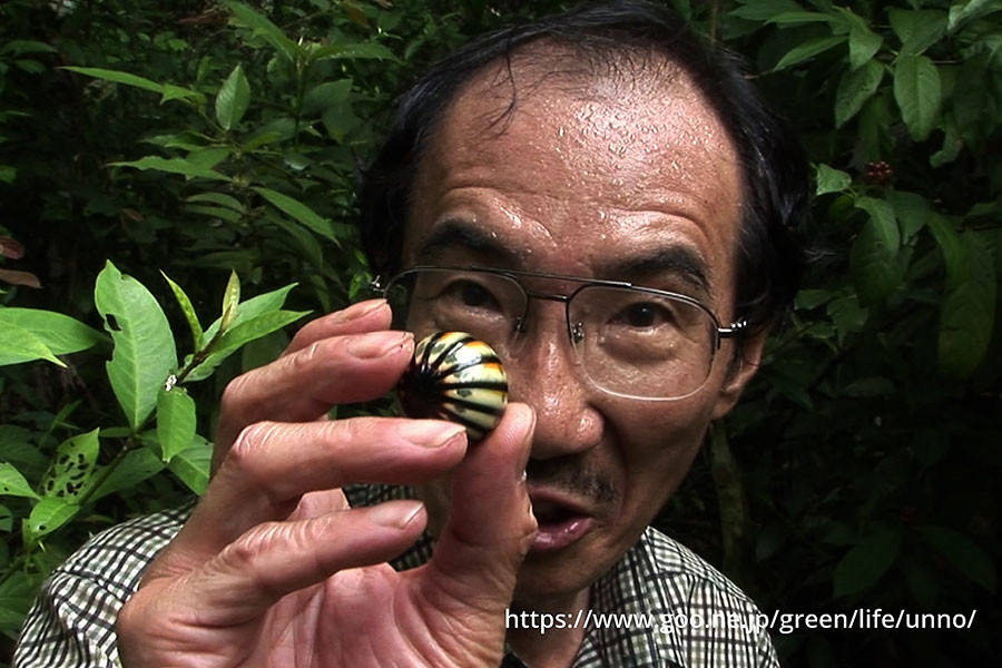 巨大タマヤスデ