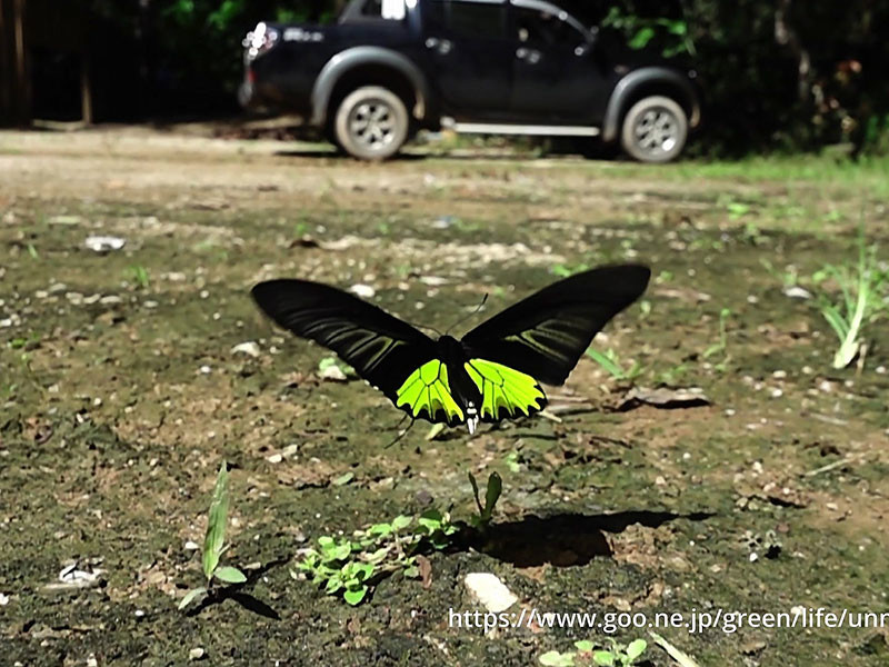 タイのアゲハチョウ