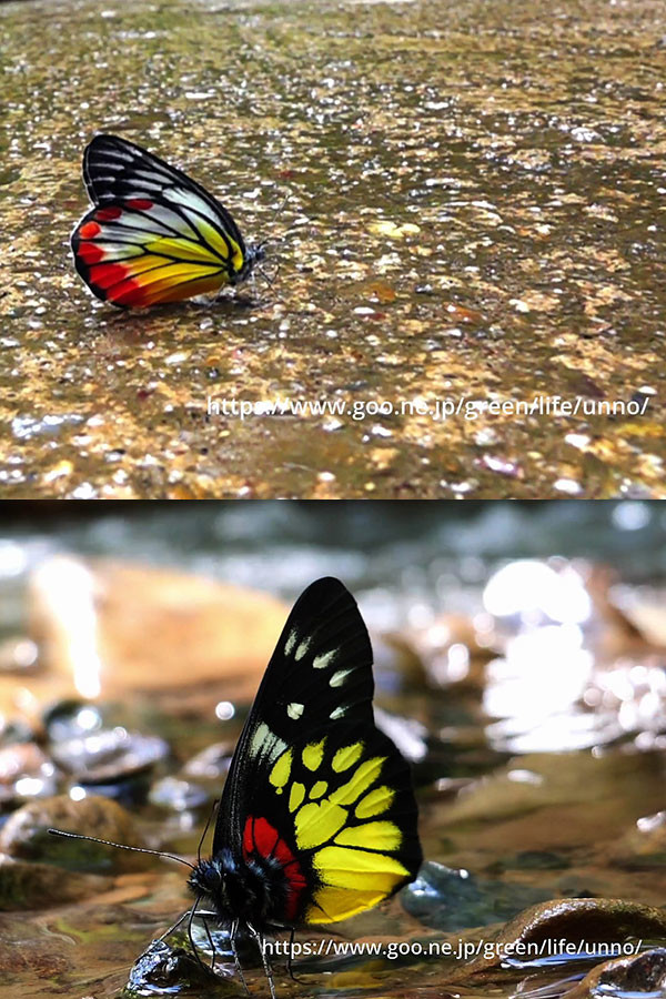 タイのカザリシロチョウ