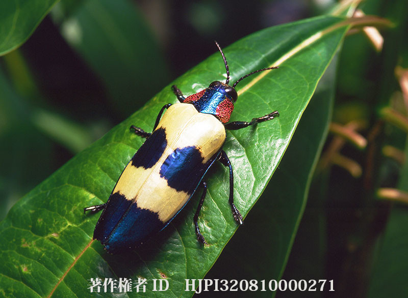 ツマグロニシキタマムシ