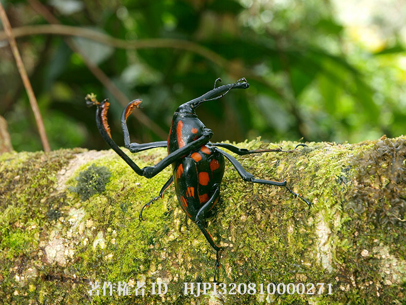 マレーシアのオサゾウムシ