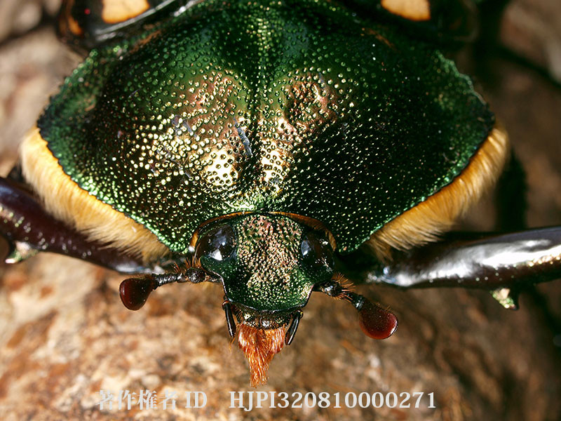 マレーテナガコガネの深度合成写真