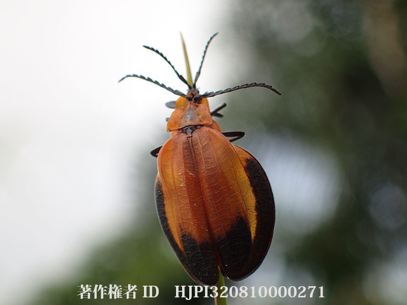 アフリカのベニボタル